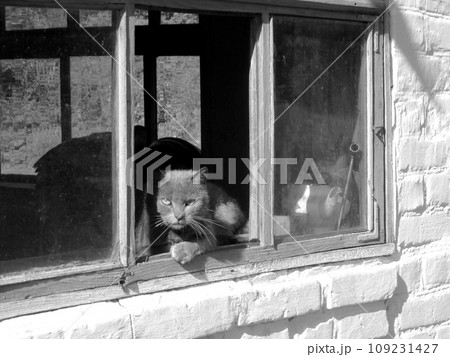 Funny cute striped shorthair kitten, beautiful cat sitting of smiling 109231427