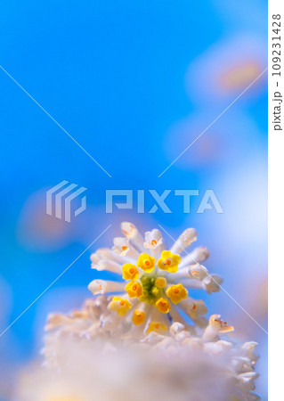 ミツマタの花 109231428