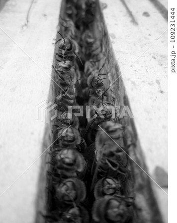 Winged bee slowly flies to beehive collect nectar on private apiary 109231444