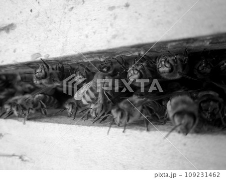 Winged bee slowly flies to beehive collect nectar on private apiary Winged bee slowly flies to beehive collect nectar on private apiary 109231462
