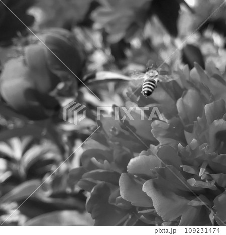 Winged bee slowly flies to the plant, collect nectar for honey on private apiary from flower Winged bee slowly flies to the plant, collect nectar for honey on private apiary from flower 109231474