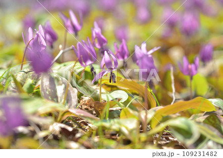 春の日差しを浴びて咲くカタクリの花 109231482