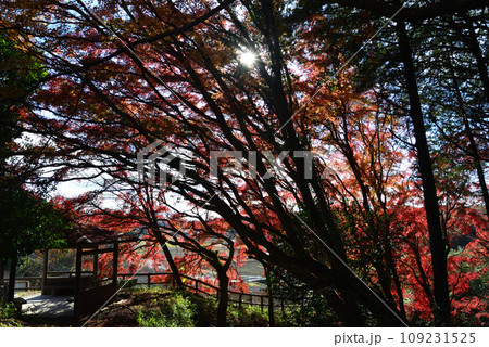 観音山の紅葉 2022-11-24 #35 観音山の紅葉 2022-11-24 #35 109231525