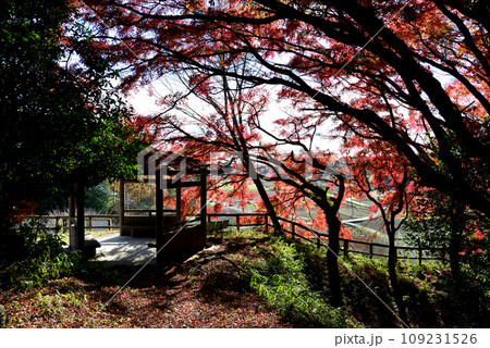 観音山の紅葉 2022-11-24 #36 観音山の紅葉 2022-11-24 #36 109231526