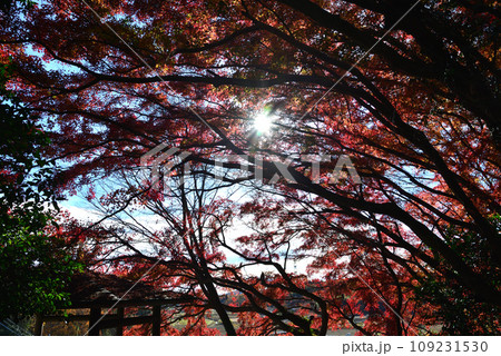 観音山の紅葉　2022-11-24　＃40 109231530