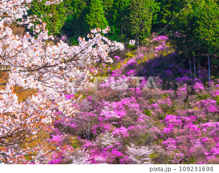 京都・高雄のツツジと山桜 京都・高雄のツツジと山桜 109231698