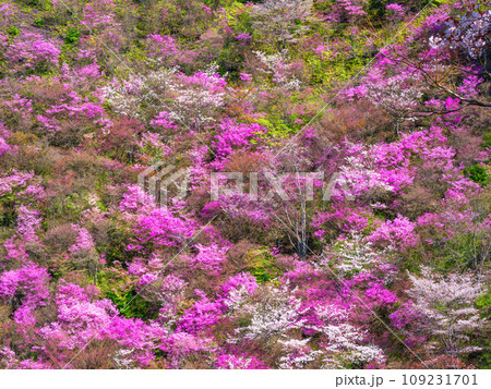 京都・高雄のツツジと山桜 109231701