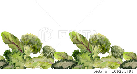 Hand drawn watercolor vegetables and green salad mix for diet, healthy lifestyle, vegan cooking. Illustration seamless border isolated on white background. Design poster, print, website, card, menu 109231799