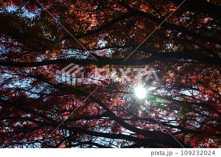 観音山の紅葉 2022-11-24 #41 観音山の紅葉 2022-11-24 #41 109232024