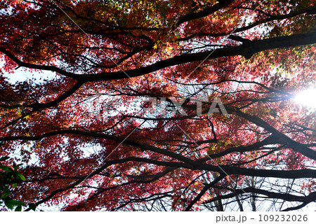 観音山の紅葉　2022-11-24　＃42 109232026