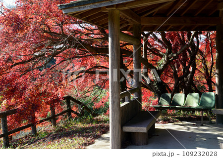 観音山の紅葉 2022-11-24 #44 観音山の紅葉 2022-11-24 #44 109232028