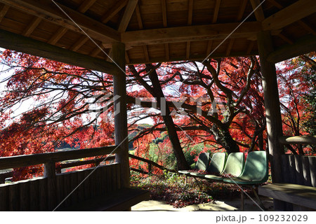 観音山の紅葉 2022-11-24 #45 観音山の紅葉 2022-11-24 #45 109232029