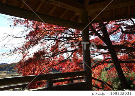 観音山の紅葉　2022-11-24　＃46 109232031