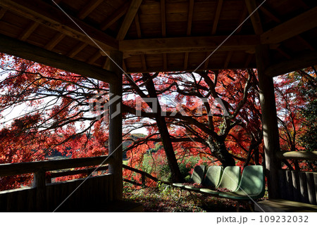 観音山の紅葉 2022-11-24 #47 観音山の紅葉 2022-11-24 #47 109232032