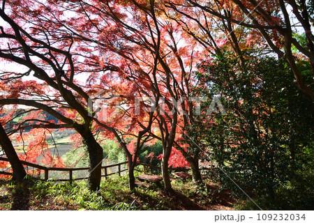 観音山の紅葉 2022-11-24 #49 観音山の紅葉 2022-11-24 #49 109232034