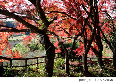 観音山の紅葉　2022-11-24　＃50 109232036