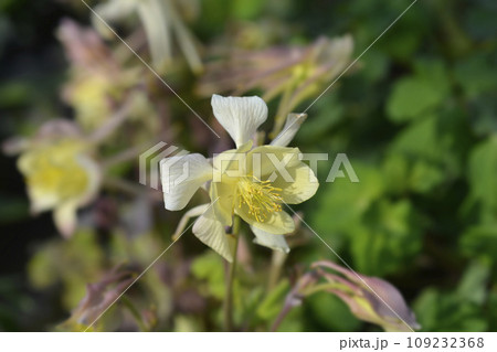 Common columbine Common columbine 109232368