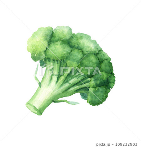 Green plant vegetable broccoli, cabbage family. Hand drawn watercolor illustration isolated on white background. For clip art cards menu label package 109232903