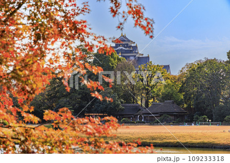 紅葉見頃な岡山後楽園と改修後の岡山城 109233318