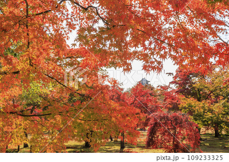 紅葉見頃な岡山後楽園と改修後の岡山城 109233325