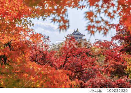 紅葉見頃な岡山後楽園と改修後の岡山城 紅葉見頃な岡山後楽園と改修後の岡山城 109233326
