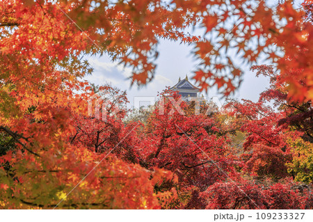紅葉見頃な岡山後楽園と改修後の岡山城 紅葉見頃な岡山後楽園と改修後の岡山城 109233327