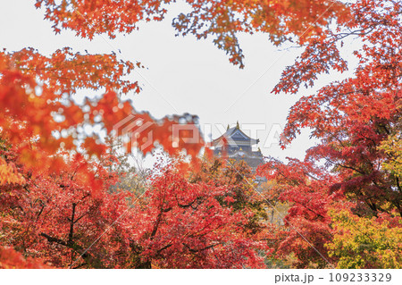 紅葉見頃な岡山後楽園と改修後の岡山城 紅葉見頃な岡山後楽園と改修後の岡山城 109233329