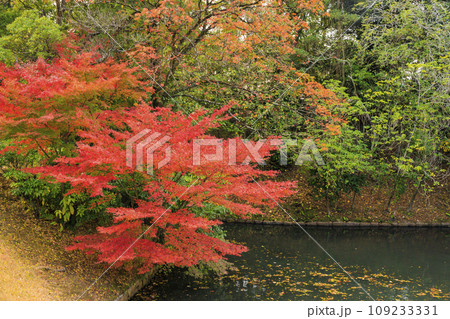 紅葉見頃な岡山後楽園と改修後の岡山城 紅葉見頃な岡山後楽園と改修後の岡山城 109233331