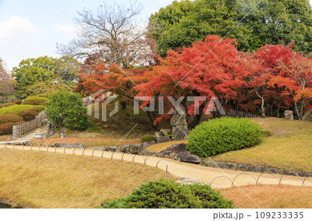 紅葉見頃な岡山後楽園と改修後の岡山城 紅葉見頃な岡山後楽園と改修後の岡山城 109233335