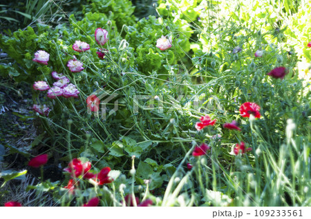 日本　日常　スナップ　 109233561