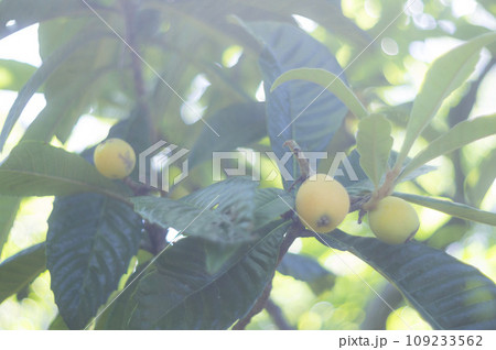 日本 日常 スナップ 日本 日常 スナップ 109233562