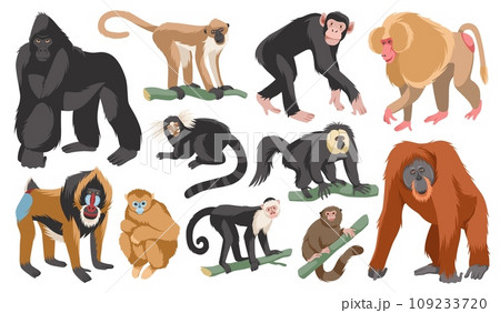 Cartoon different breeds monkeys. Funny exotic animals, tropical wildlife, various mammal primates, gorilla and orangutan, chimpanzee, gorilla and mandrill. Jungle inhabitants tidy vector set 109233720