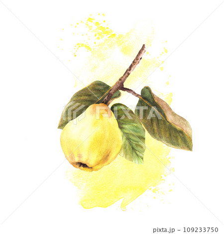Hand painted watercolor ripe quince whole fruit with leaves hanging on a branch tree on the yellow stain, spatter Clipart illustration for your sticker, food or drink label. Isolated white background. 109233750