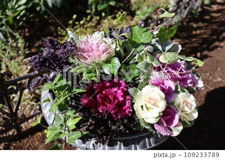 ハボタンの寄せ植え 109233789