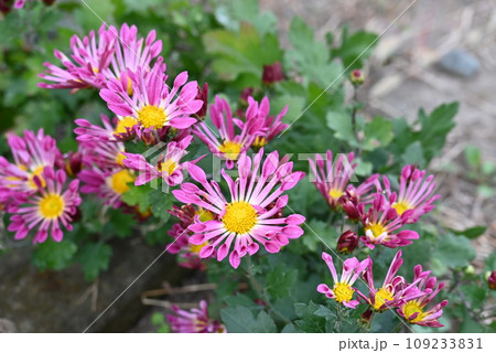 庭で咲いた、ビビットピンク色の美しい菊の花 109233831