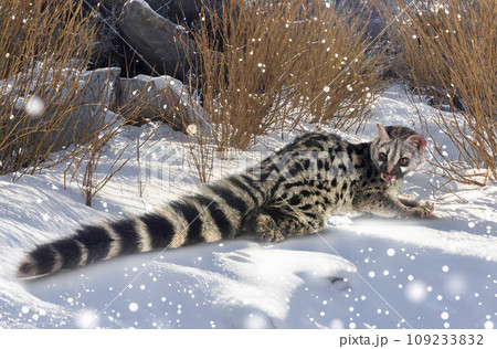 Common genet in nature 109233832