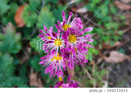 庭で咲いた、ビビットピンク色の美しい菊の花 109233833