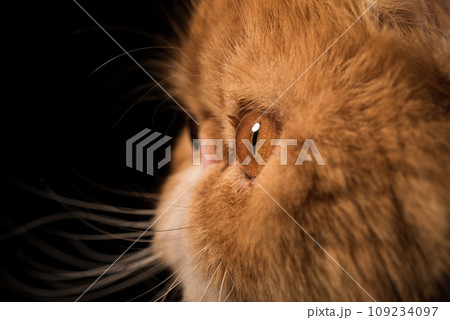 Red Persian exotic cat eye close up 109234097