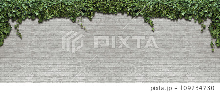 Panorama climbing plant on the white brick wall Panorama climbing plant on the white brick wall 109234730