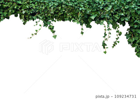 frame of the climbing plant isolated on white background 109234731