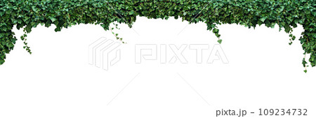 frame of the climbing plant isolated on white background 109234732