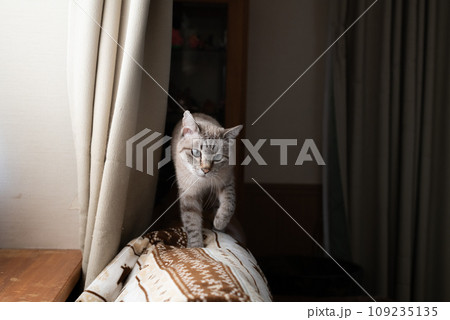 室内を歩く猫 シャムトラ猫 室内を歩く猫 シャムトラ猫 109235135