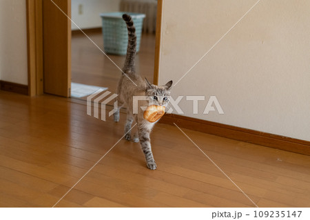 パンをくわえて歩く猫 シャムトラ猫 パンをくわえて歩く猫 シャムトラ猫 109235147