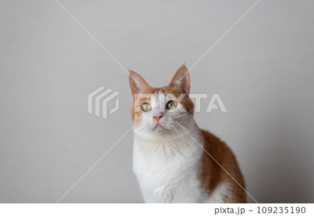 見つめる猫 茶トラ白 見つめる猫 茶トラ白 109235190
