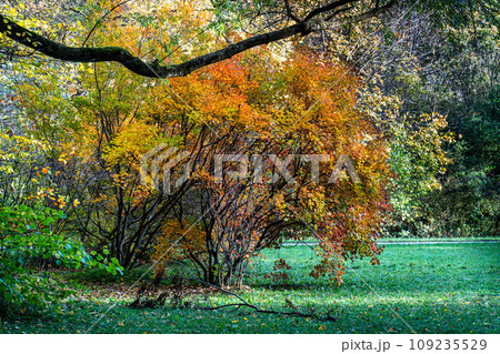 Golden autumn view in famous Munich relax place - Englischer Garten. Munich, Bavaria, Germany 109235529