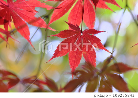 秋の紅葉ふんわりイメージ(東京都高幡不動尊) 秋の紅葉ふんわりイメージ(東京都高幡不動尊) 109235843