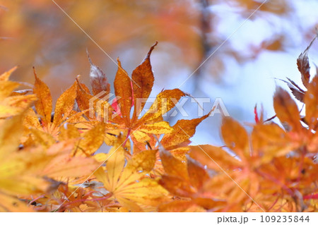 秋の紅葉ふんわりイメージ(東京都高幡不動尊) 秋の紅葉ふんわりイメージ(東京都高幡不動尊) 109235844