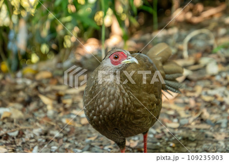 首を傾げるハッカン♀ 首を傾げるハッカン♀ 109235903