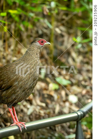 手すりにとまるハッカン♀ 手すりにとまるハッカン♀ 109235906
