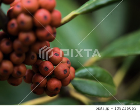 11月に色付いたタラヨウ（多羅葉）の実 109236065